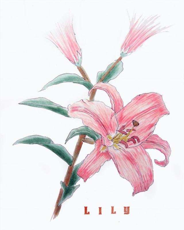 Ботаническая иллюстрация лилии акварель