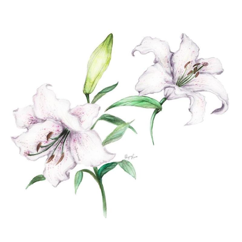 Веточка лилии эскиз