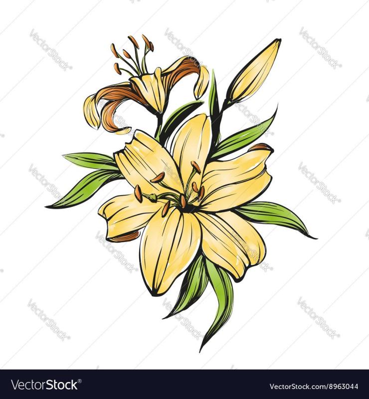 Цветок лилии рисунок61