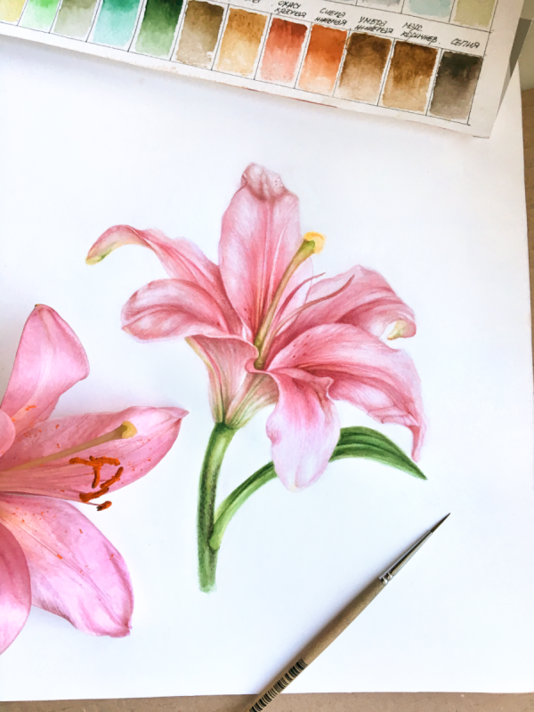 Букет лилии рисунок цветным карандашом
