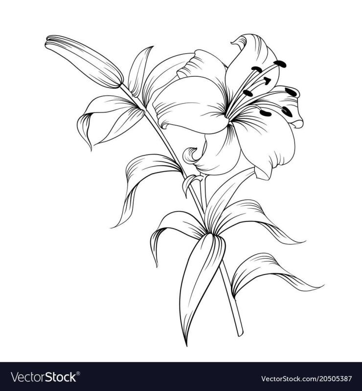Tatar Lily vector