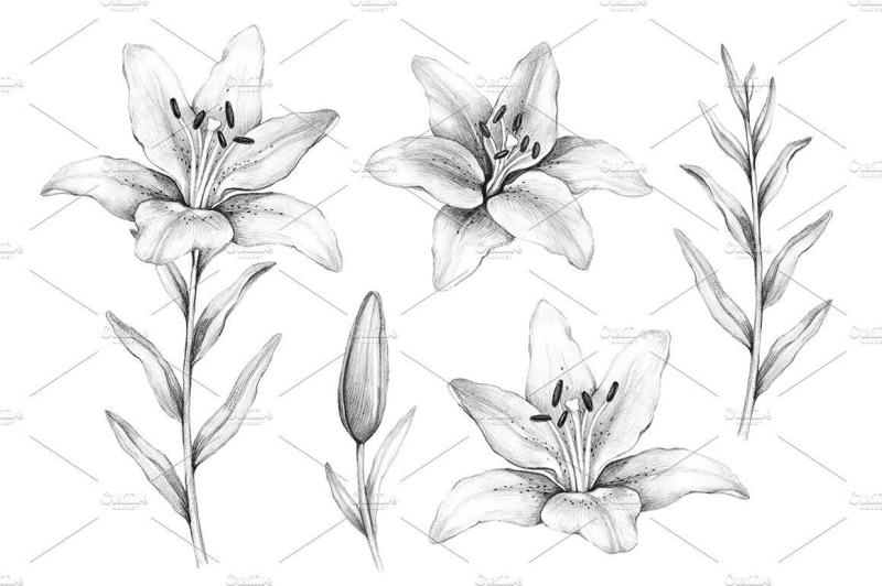 Лилия Графика