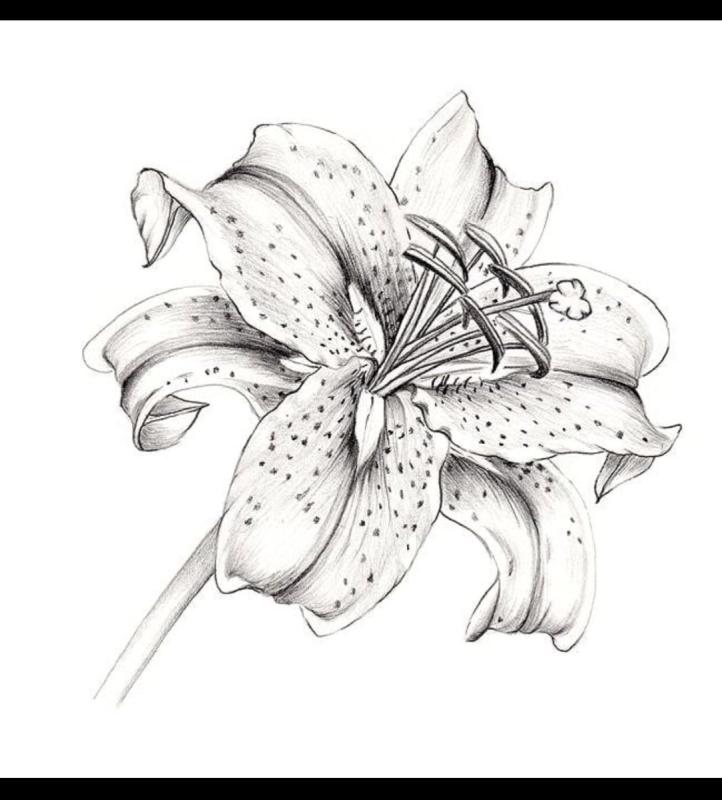 Контурный цветок Лилия