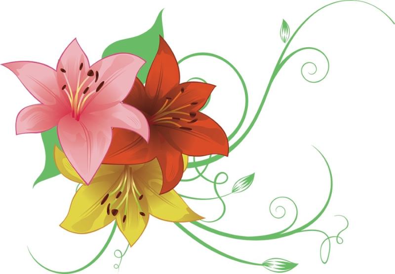 Розовые лилии акварель