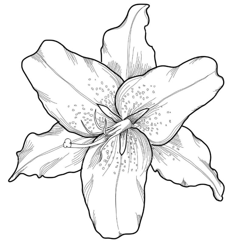 Татуировка Лилия эскизы