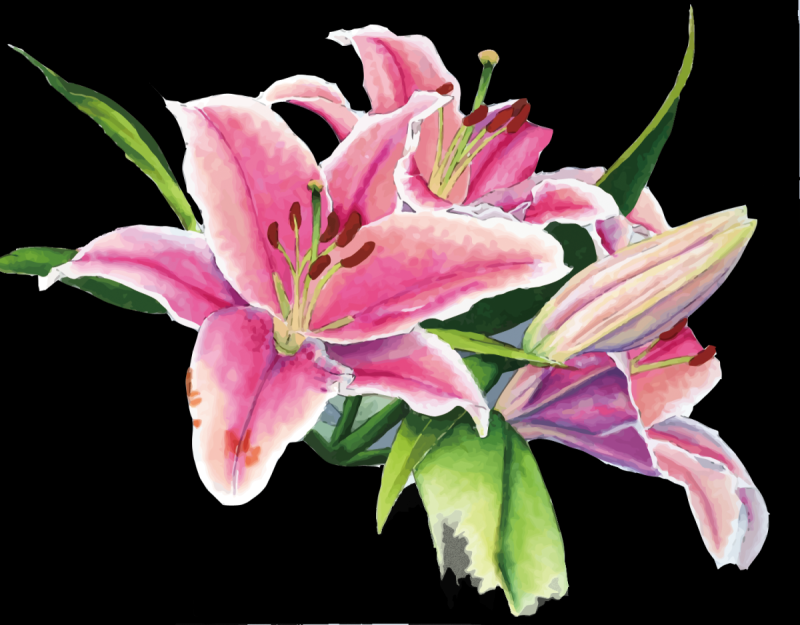 Белые лилии вектор