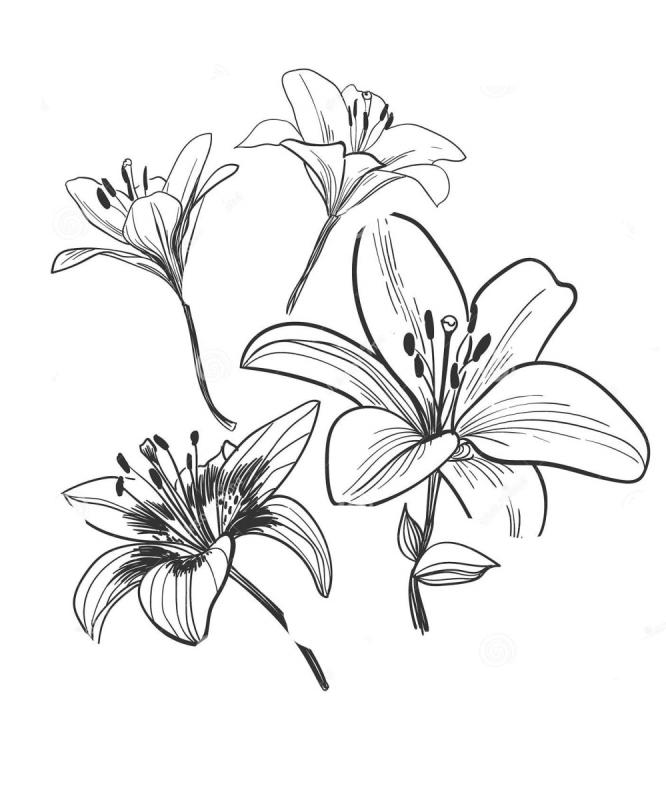 Цветок Лилия вектор