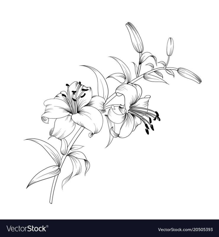 Лилия цветок контур