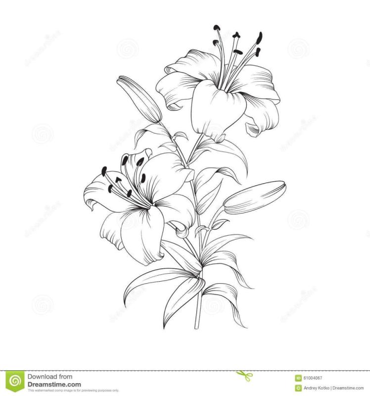 Лилия нарисованная акварелью на фоне белом