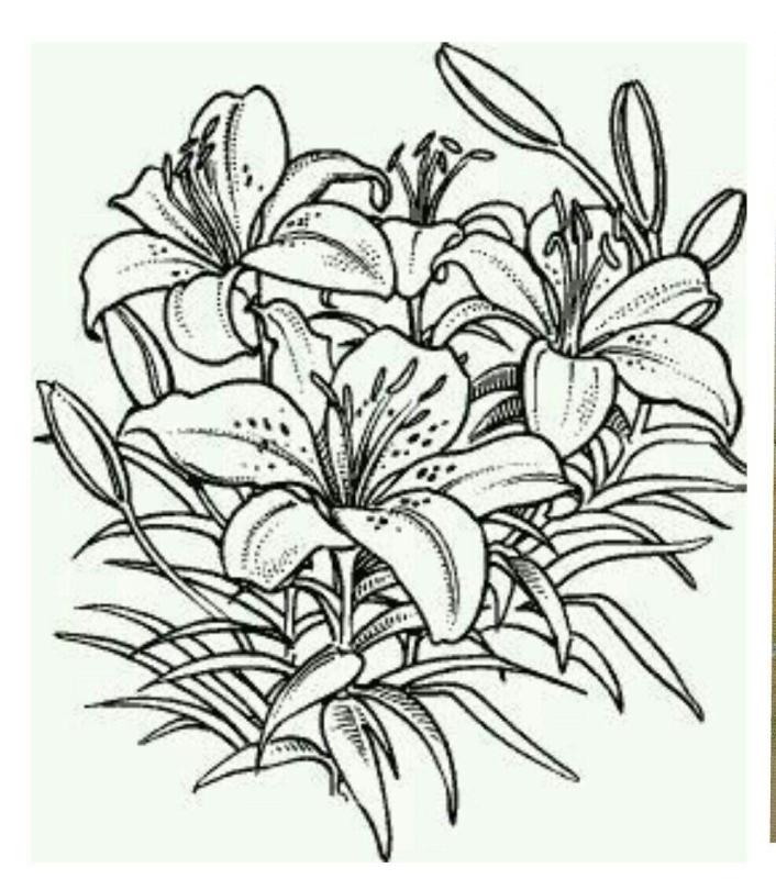 Тату кувшинка эскизы