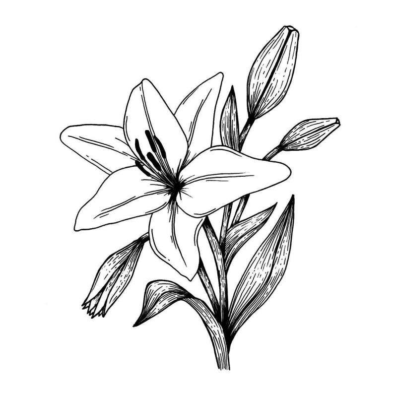 Лилии рисунок