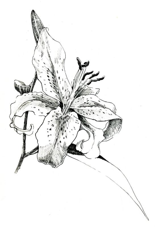 Цветы абстракция