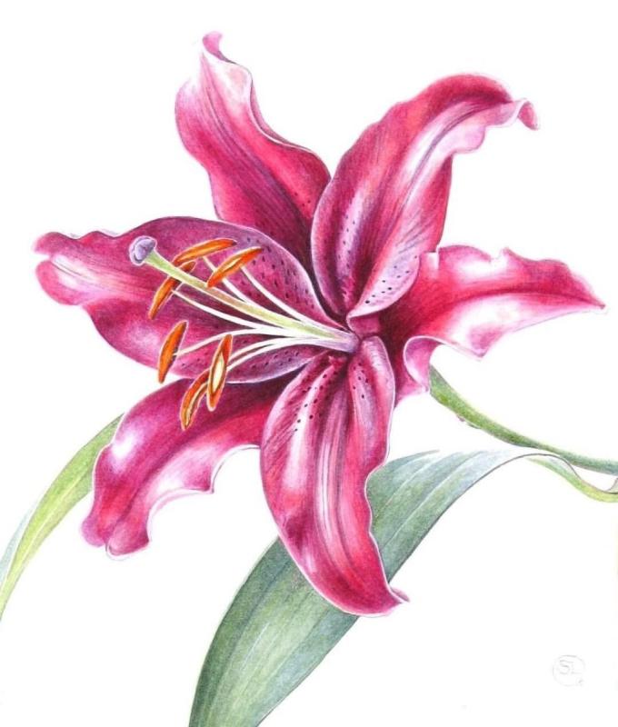 Лилии скетчинг