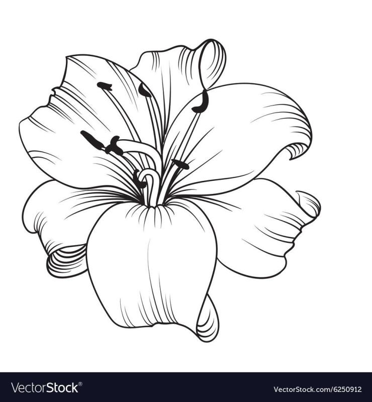 Разноцветные лилии