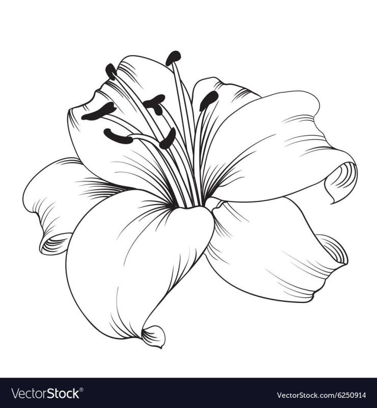 Тигровая Лилия эскиз