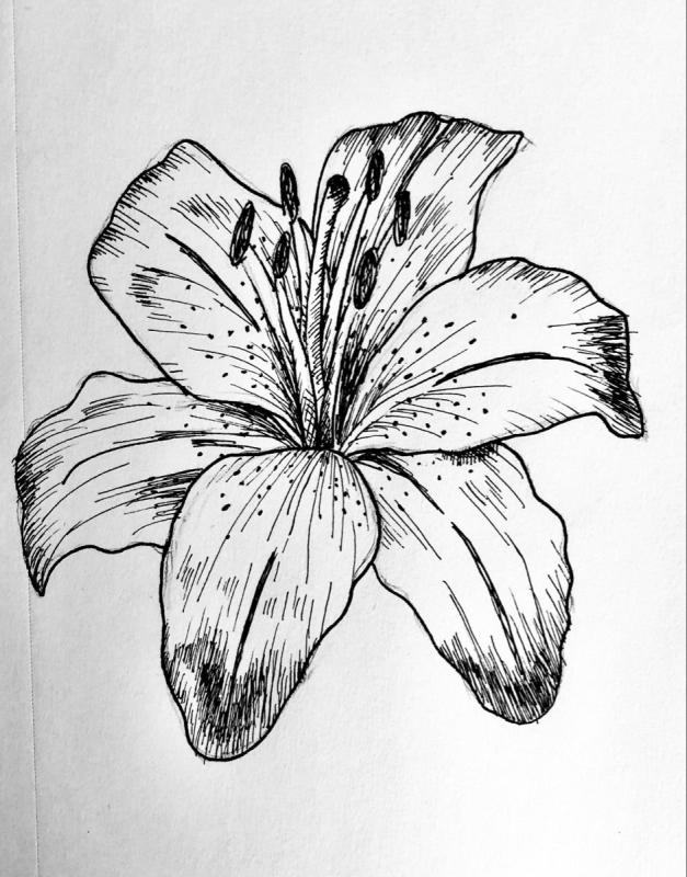 Цветок лилии рисунок60