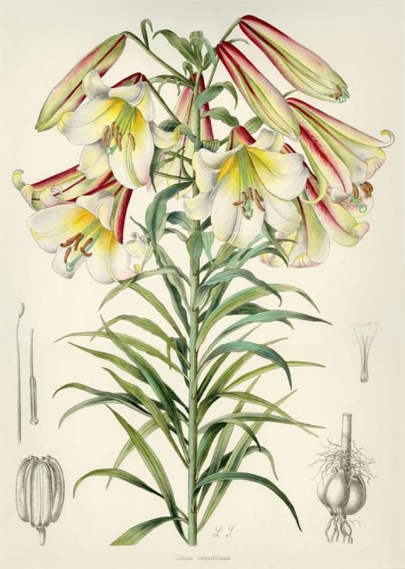 Акварельные цветочные рамки лилии