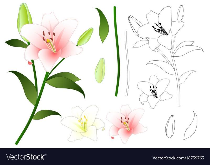 Тату эскизы цветы Лилия