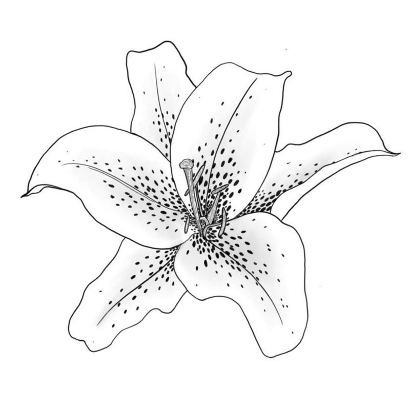 Национальный цветок Италии Лилия