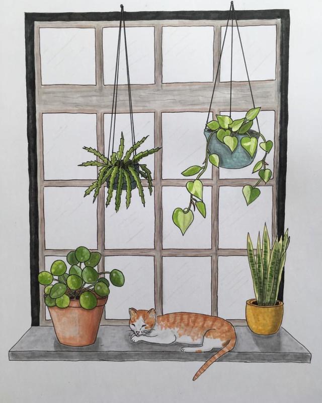 Эскиз композиции из комнатных растений