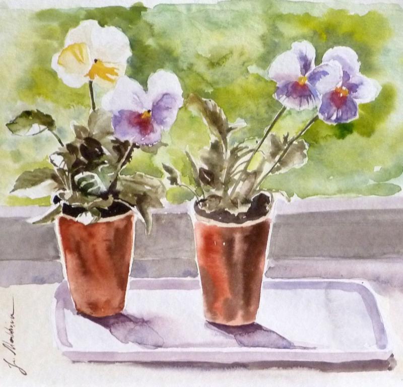 Фиалка Весенняя акварель