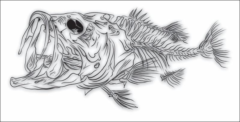 Знак зодиака рыбы для срисовки