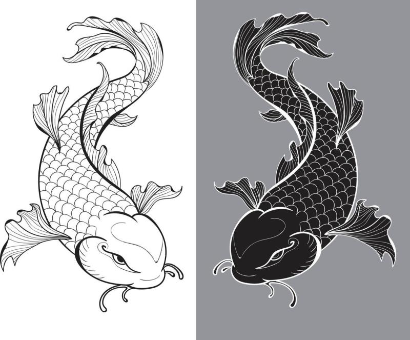 Контур китайского карпа