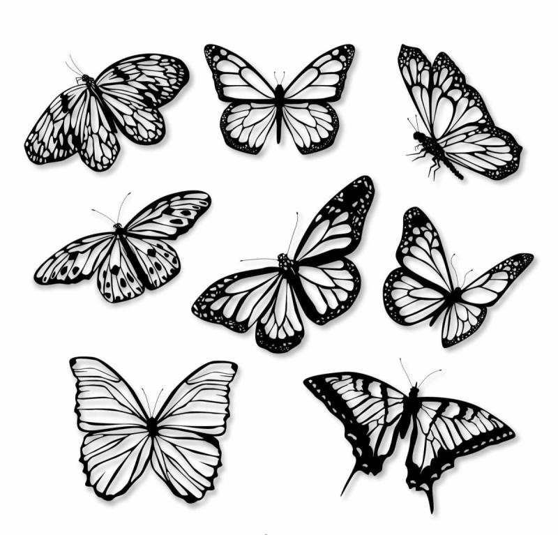 Бабочка эскиз