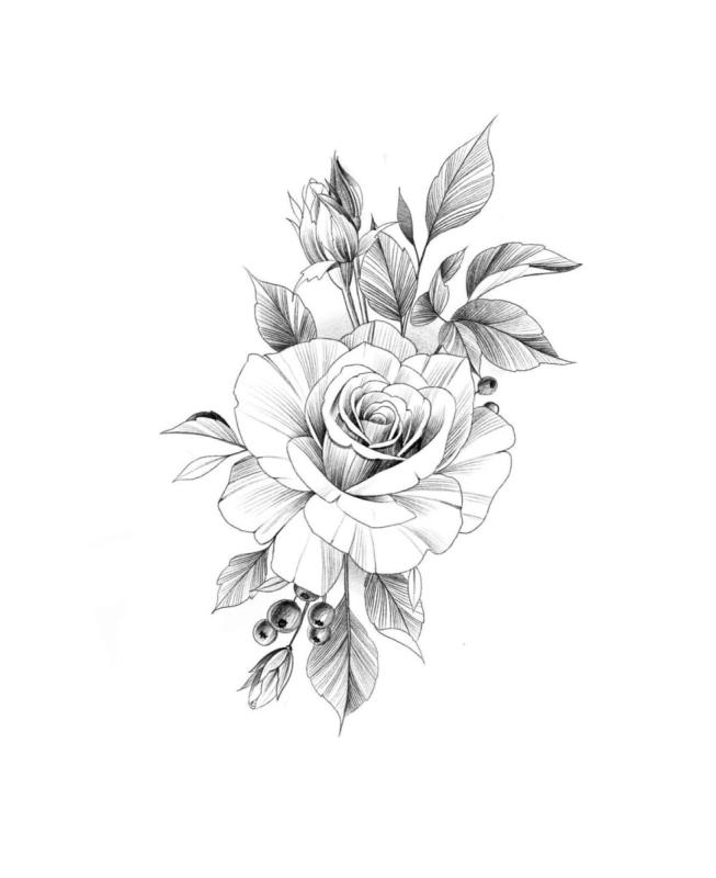 Роза эскиз