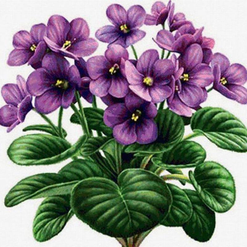 Цветок фиалка в горшке мультяшный