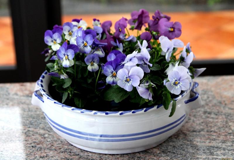 Окно с цветком в горшке вектор