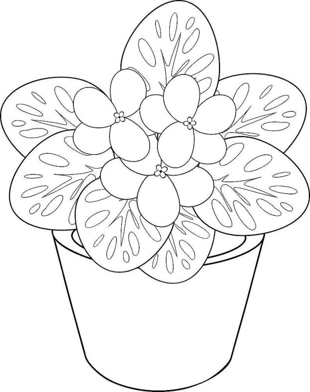 Комнатные растения раскраска