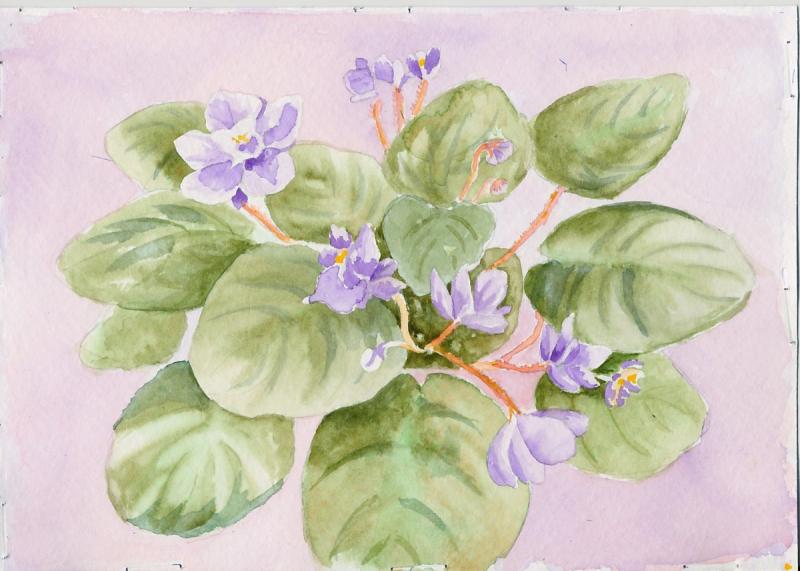 Рисунок узамбарской фиалки