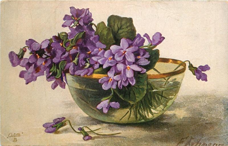 Фиалка узамбарская части растения