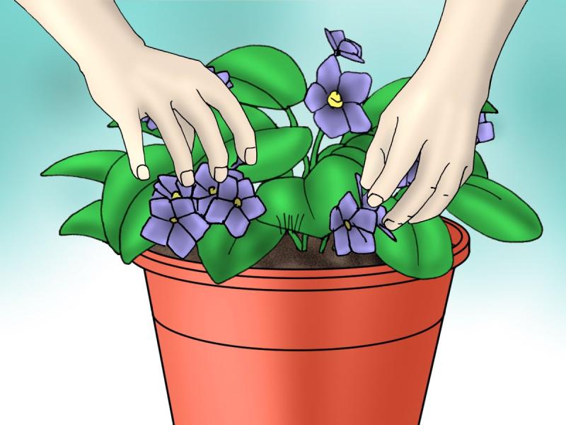 Этюд фиалки акварелью