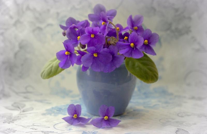 Шаблон фиалок для раскрашивания