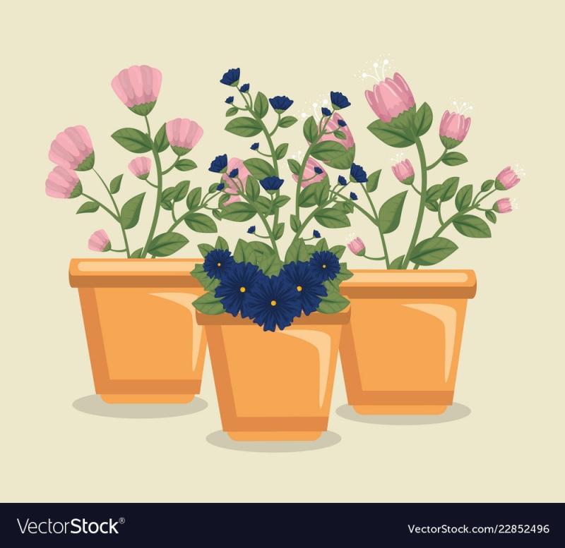 Анютины глазки цветы