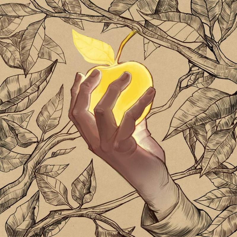 Яблоки Эстетика