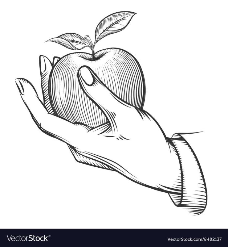 Яблоко в руке референс