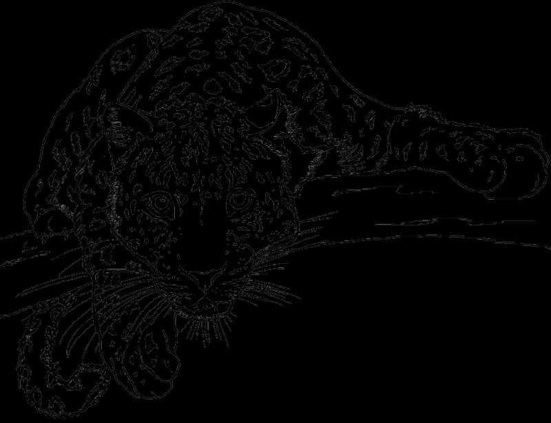 Ягуар для раскрашивания