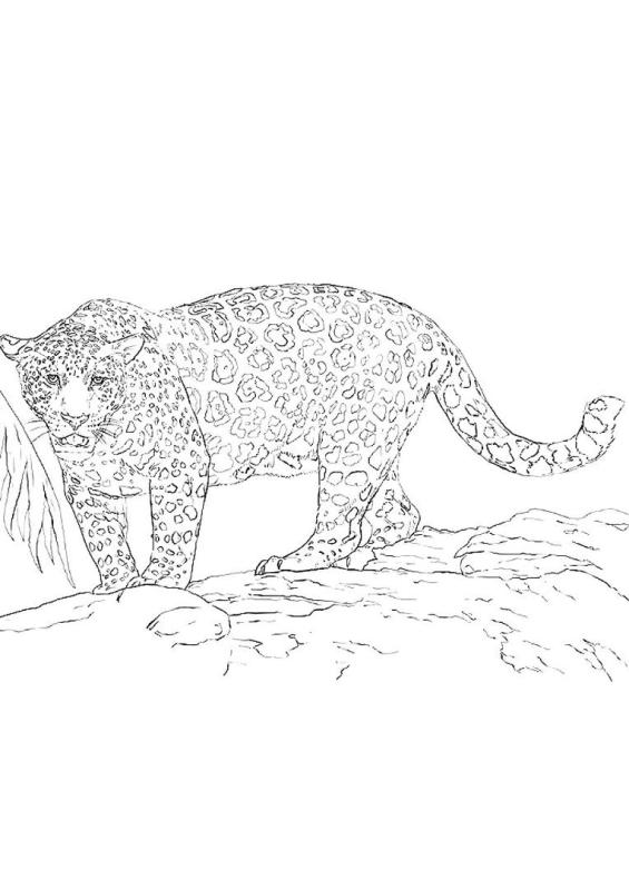 Ягуар животное