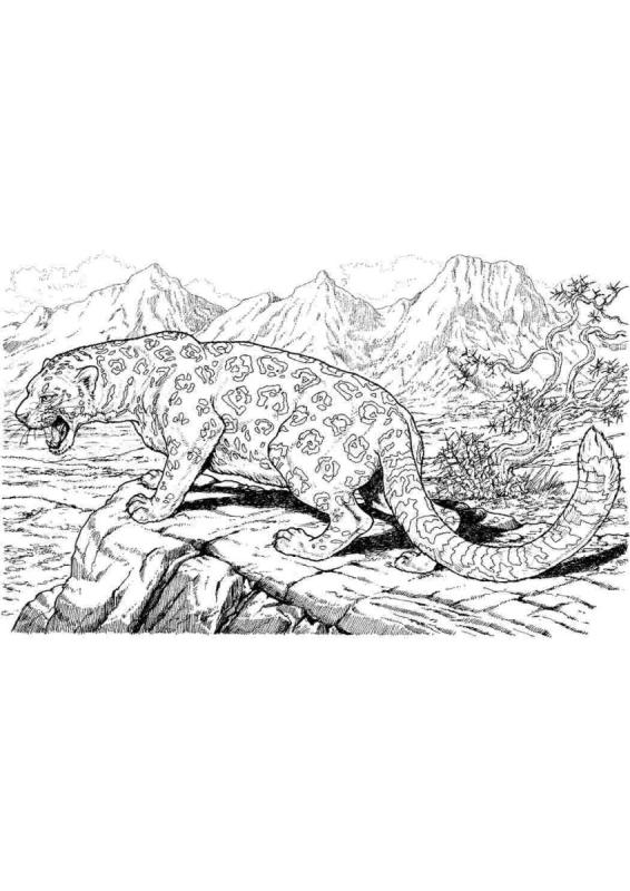 Леопард анатомия