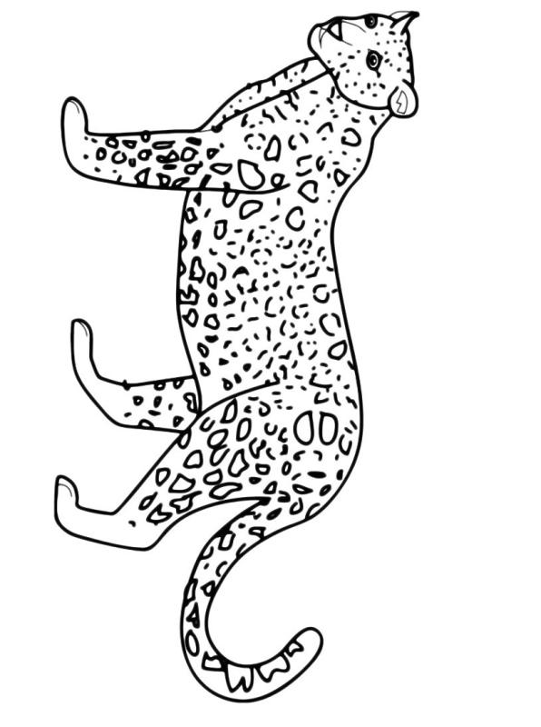 Раскраска леопард