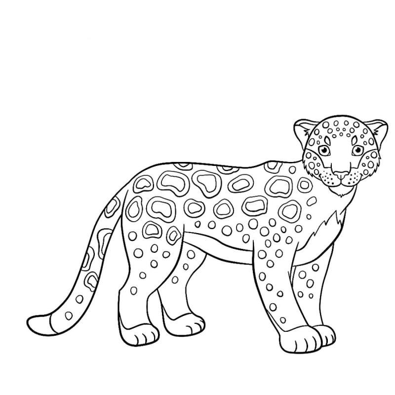 Переднеазиатский леопард