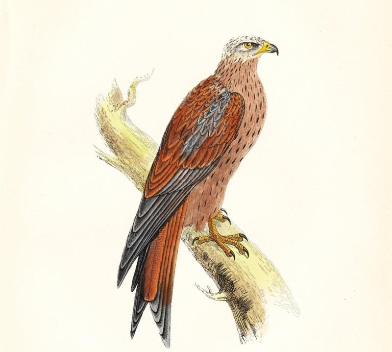 Добрый Коршун иллюстрации