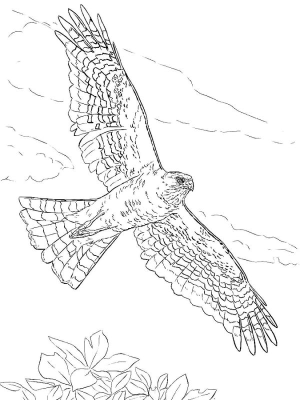 Сокол Сапсан раскраска