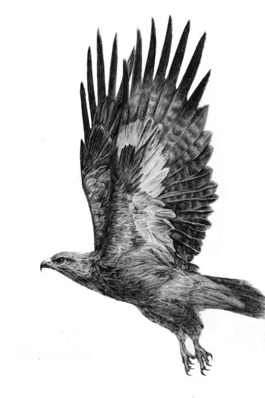 Коршун птица тату