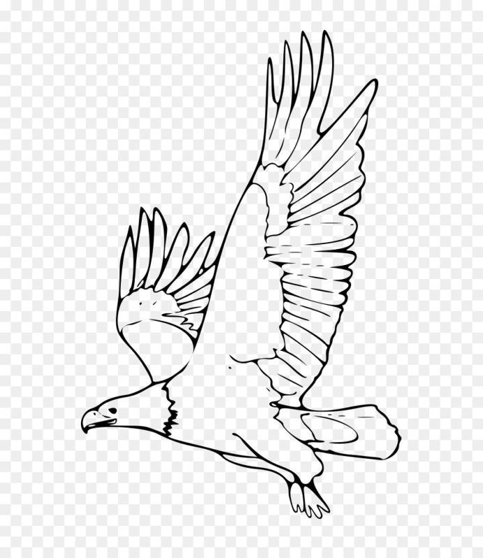 Орлан-белохвост белоголовый