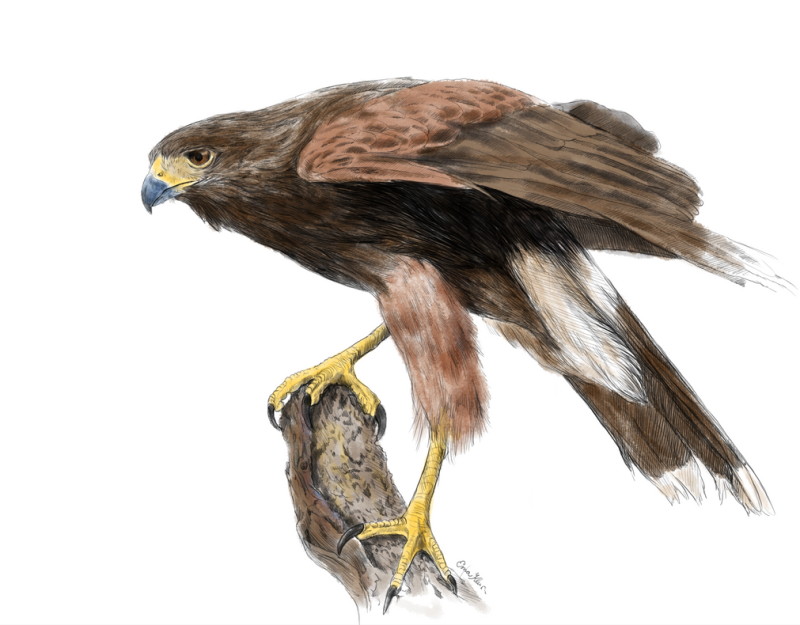 Коршун иллюстрация