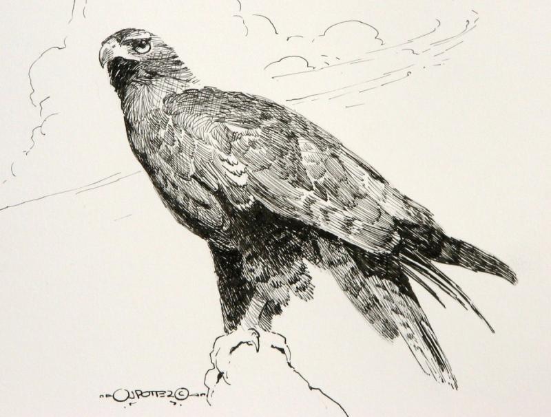 Черный Коршун карандашом